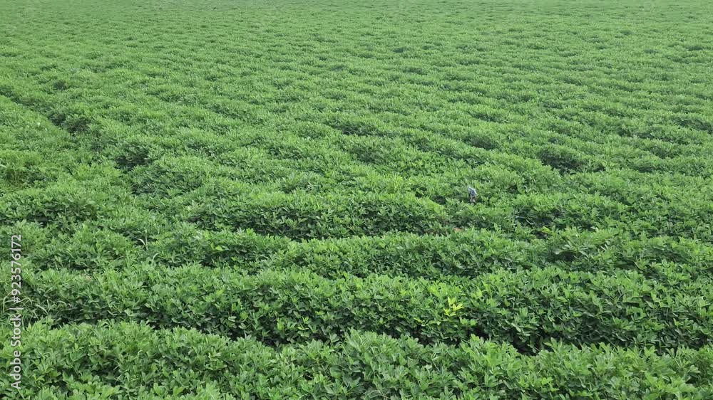 Peanut farming in agricultural land in summertime Peanut farming in agricultural land in summertime