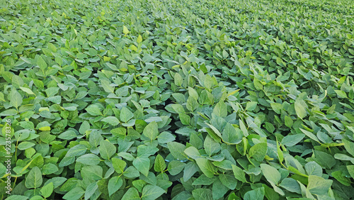 Soybean field just before blooming stage in the month august