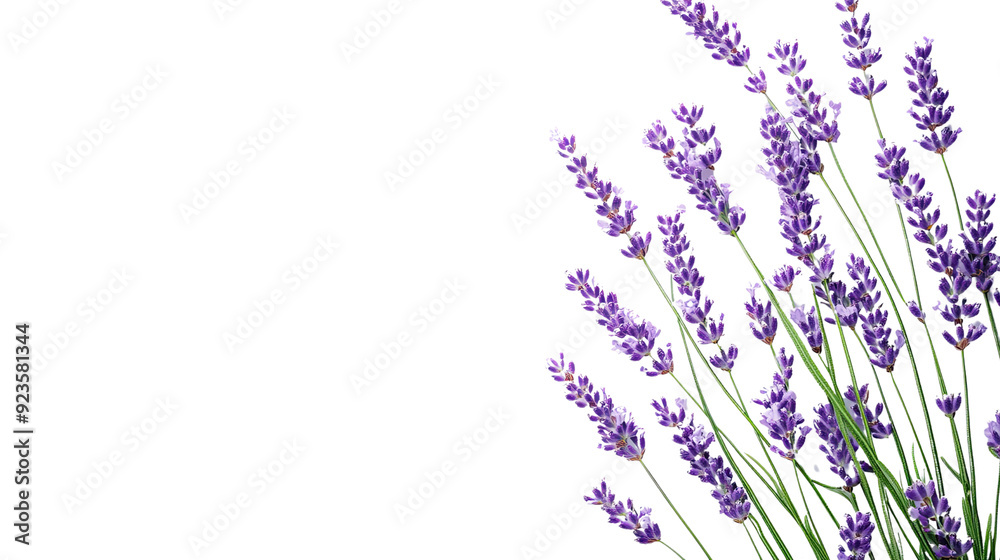 Fototapeta premium Lavender transparent background