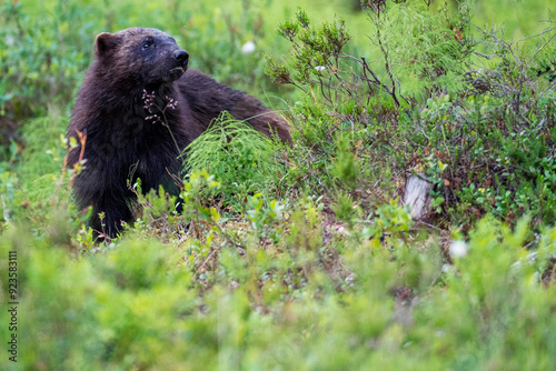 Wolverine in the forest photo