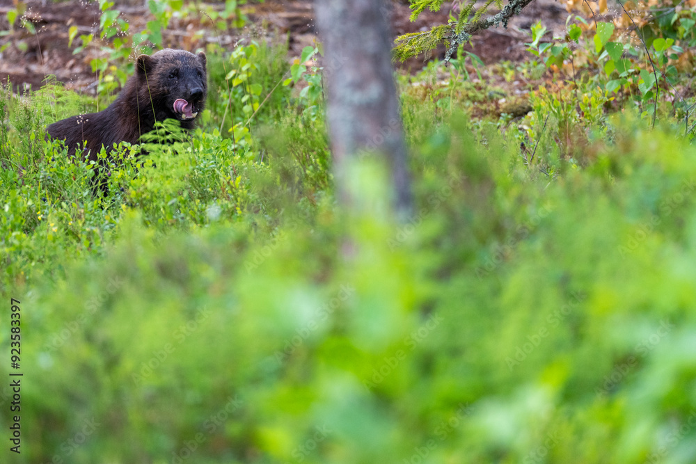 Wolverine in the forest Wolverine in the forest