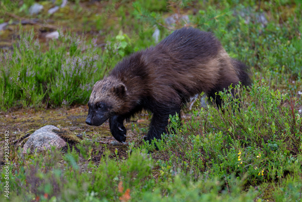 Wolverine in the forest Wolverine in the forest