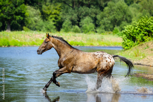 Appaloosa Horse in the river photo