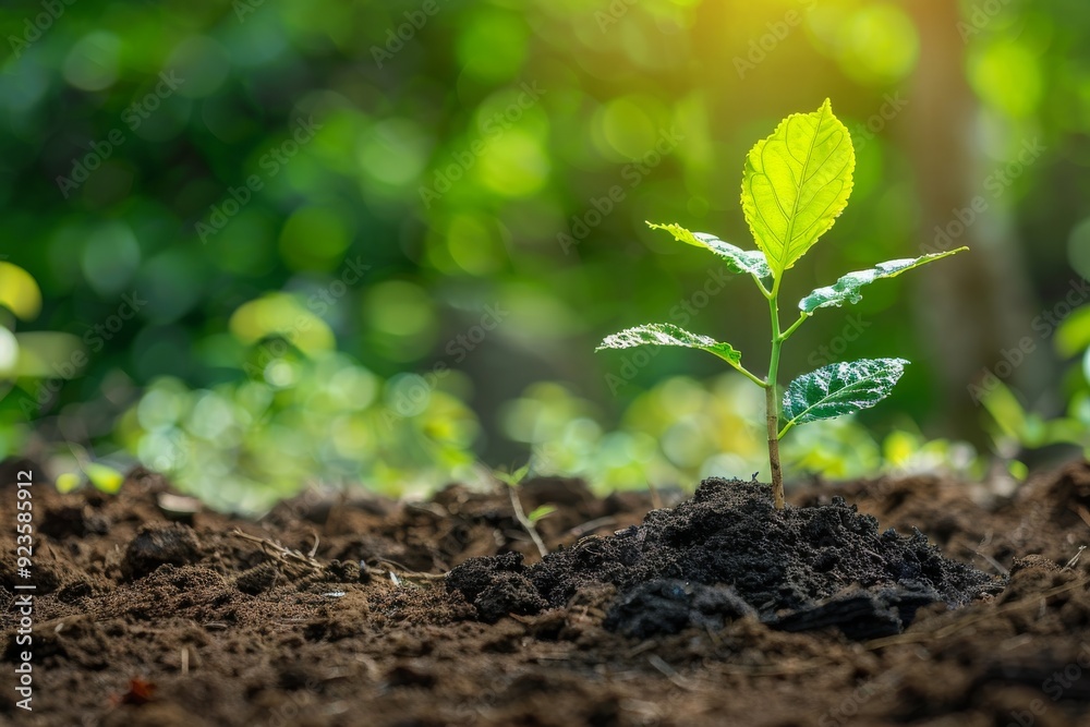 A young green sprout emerges from rich soil in a sunlit forest A young green sprout emerges from rich soil in a sunlit forest