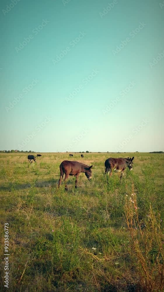 Summer Stillness: Donkeys Grazing in Quiet Pastures Summer Stillness: Donkeys Grazing in Quiet Pastures