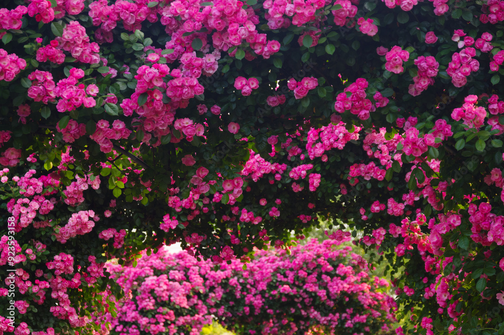 Spring scenery of Shahu Park in Wuhan Spring scenery of Shahu Park in Wuhan