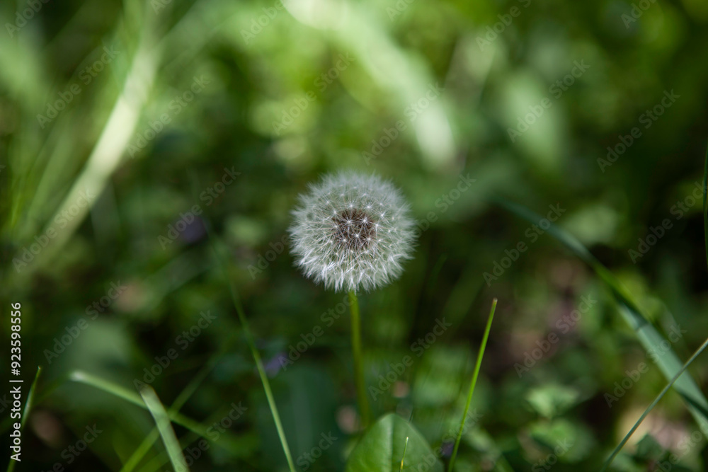 photo of dandelion on a summer flower field photo of dandelion on a summer flower field