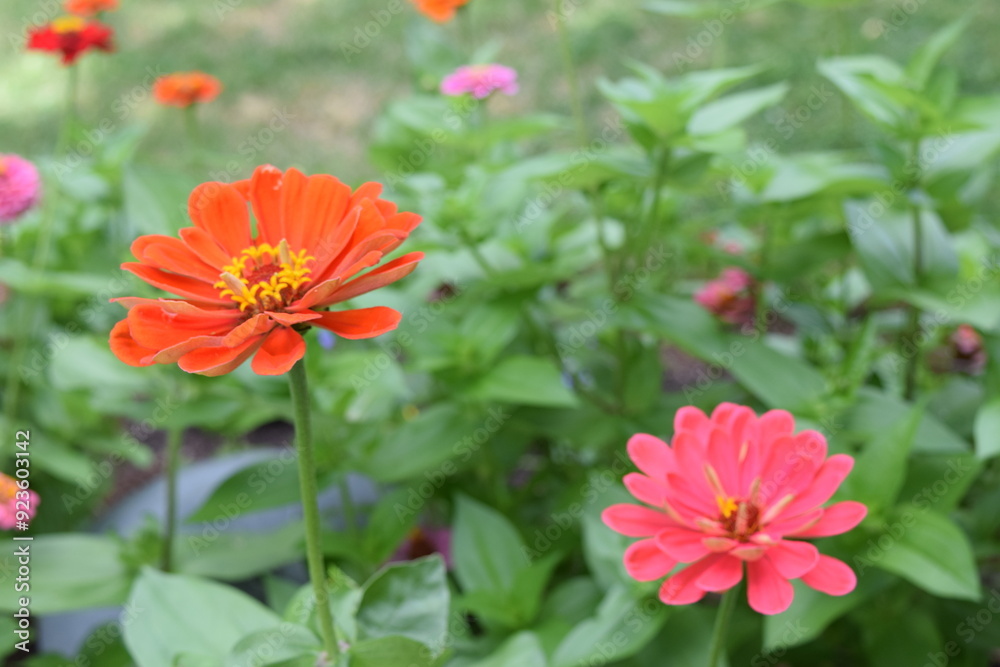 Orange and Pink Wild Flowers Orange and Pink Wild Flowers