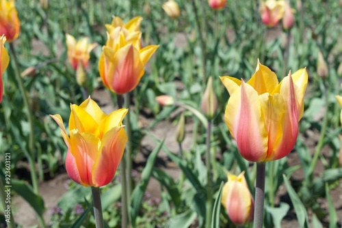 Red and Yellow Tulips