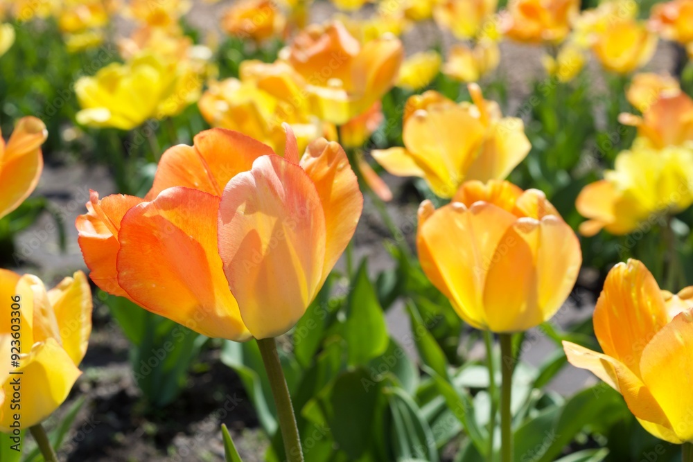 Yellow and Orange Tulip Closeup Yellow and Orange Tulip Closeup