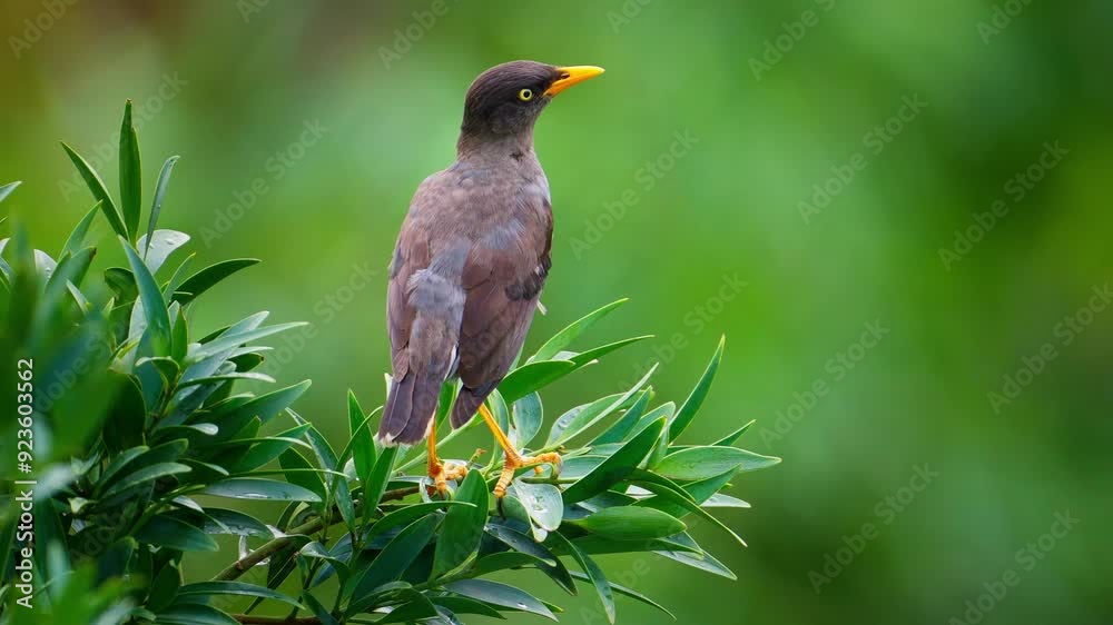 Javan myna bird close up perched on a branch in slow motion
