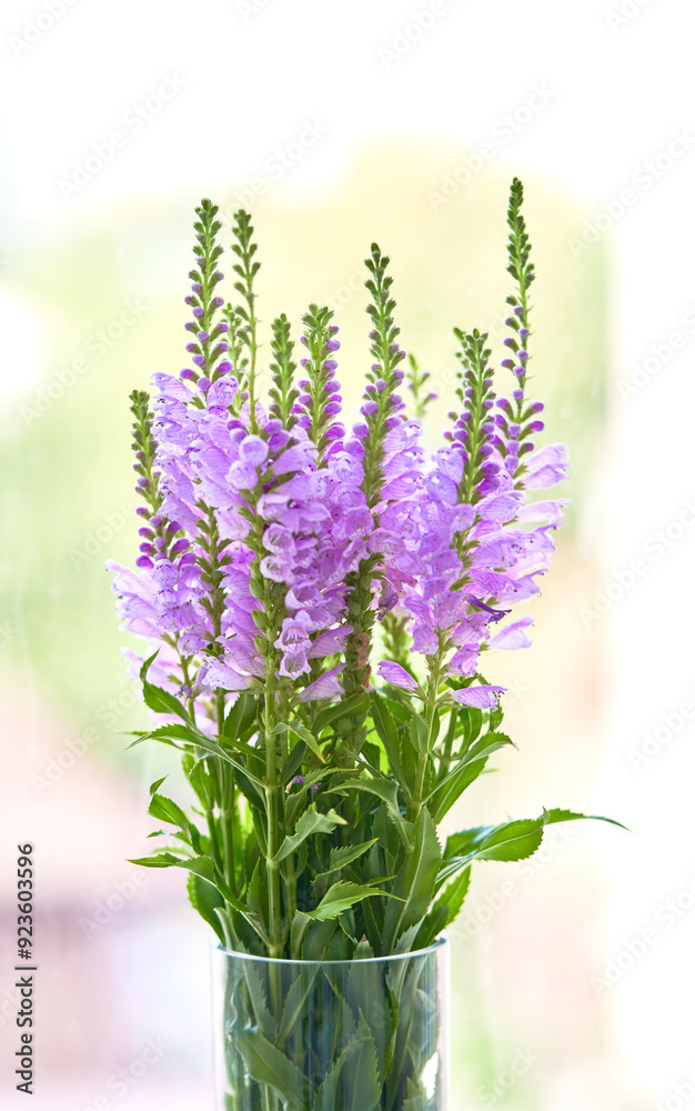 Obraz premium Physostegia virginiana flower grows in a greenhouse
