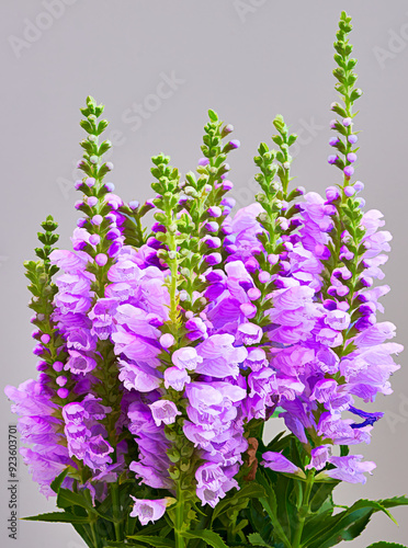 Physostegia virginiana flower grows in a greenhouse