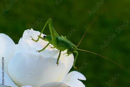 Grashüpfer auf Rose (3) photo