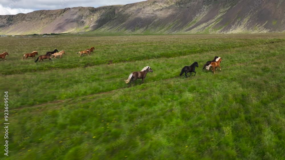 A herd of Icelandic horses galloping freely across lush green pastures. This video captures the raw power and beauty of these majestic animals as they move gracefully through the scenic countryside.