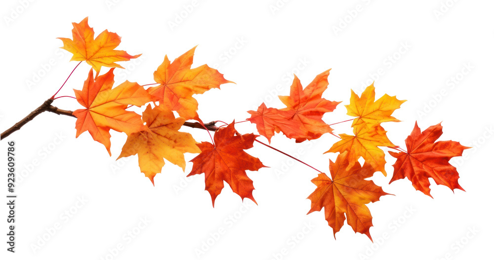 Vibrant autumn maple leaves branch Vibrant autumn maple leaves branch