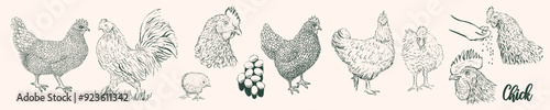 Hen, chicken hand drawn sketch ink pencil style drawing. Poultry, broiler, farm animal feeding. Perfect for menu restaurants,  markets  shops packaging, Easter card. Vector illustration 