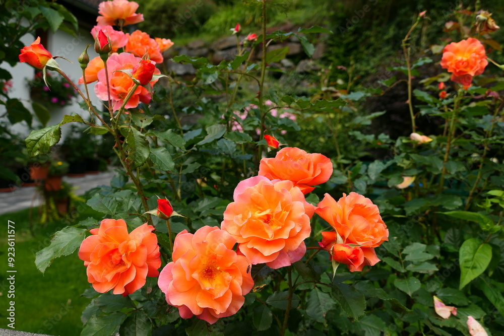 orange blühende Strauch-Rose (9) orange blühende Strauch-Rose (9)