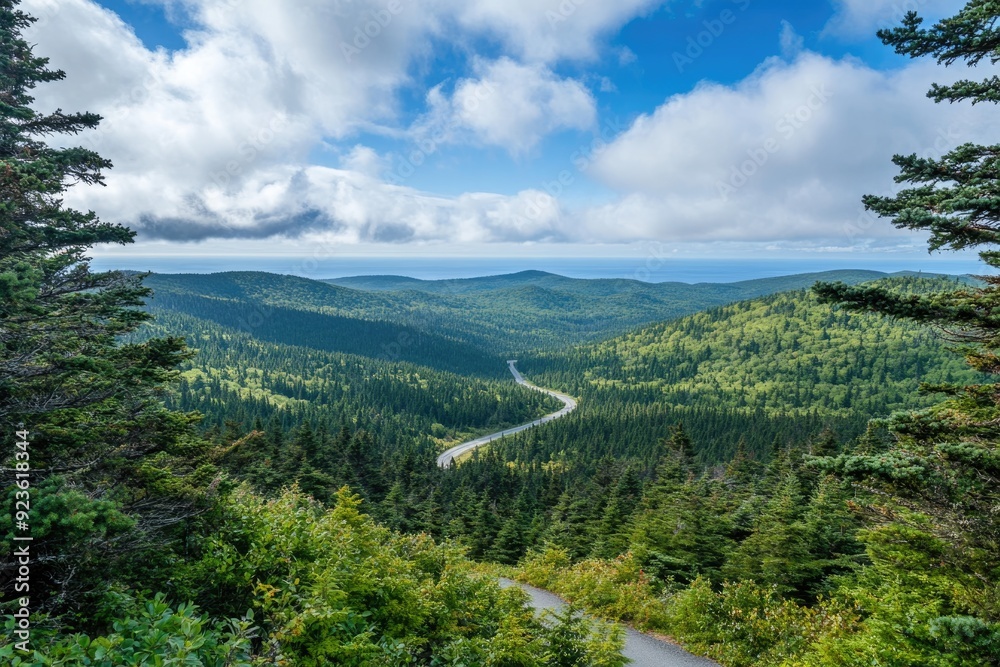 Scenic overlook with a road winding through pine forest below, panoramic beauty