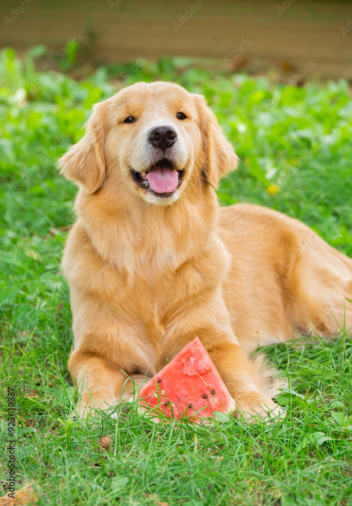 Red dog golden retriever spaniel godendoodle lies on the grass with a watermelon Red dog golden retriever spaniel godendoodle lies on the grass with a watermelon
