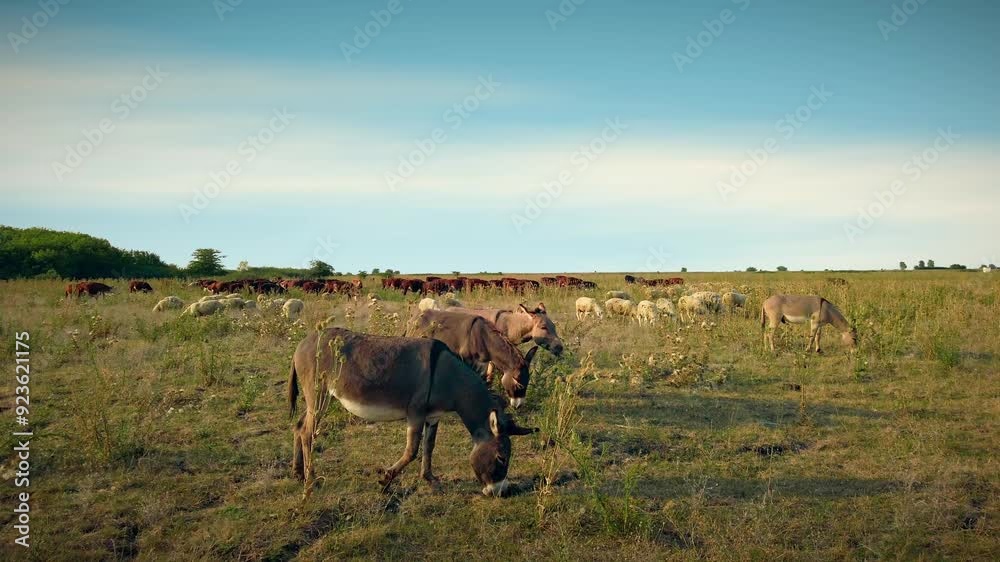 Summer Stillness: Donkeys Grazing in Quiet Pastures Summer Stillness: Donkeys Grazing in Quiet Pastures