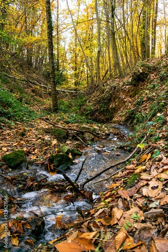 autumn in the woods