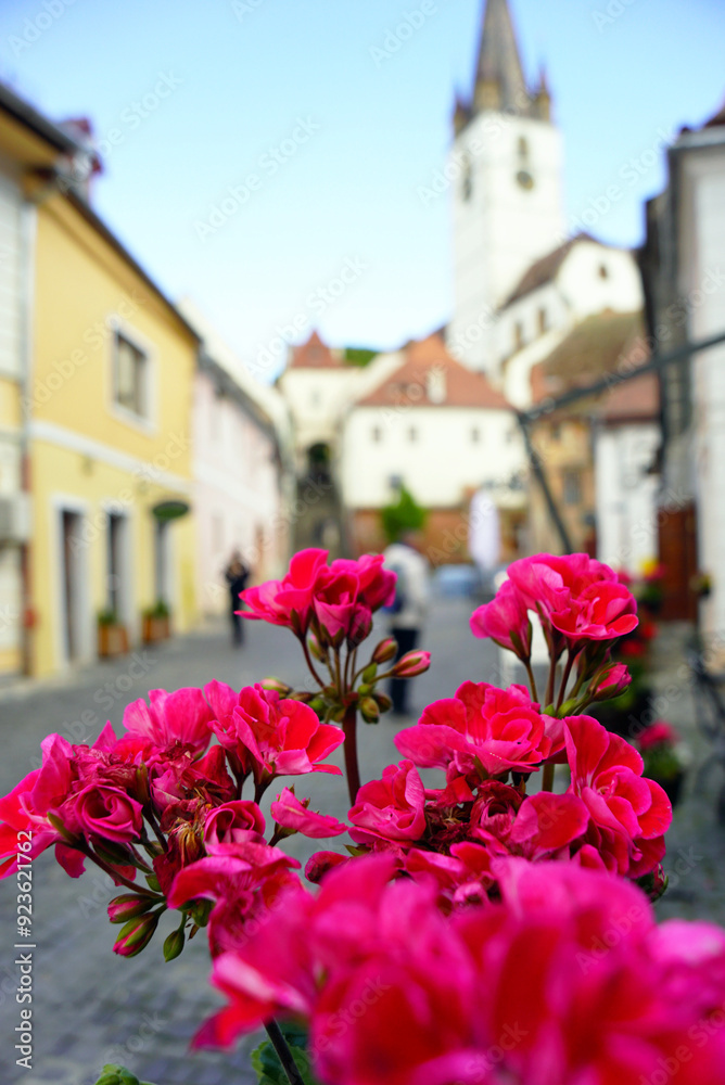 Strada Turnului, located in front of the Staircase Tower in the historical part of Sibiu (Transylvania, Romania). Bright pink geranium flowers and a cozy street of the European old town behind Strada Turnului, located in front of the Staircase Tower in the historical part of Sibiu (Transylvania, Romania). Bright pink geranium flowers and a cozy street of the European old town behind