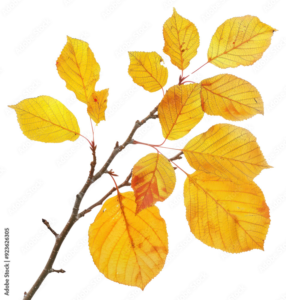 PNG Vibrant autumn leaves branch illustration PNG Vibrant autumn leaves branch illustration