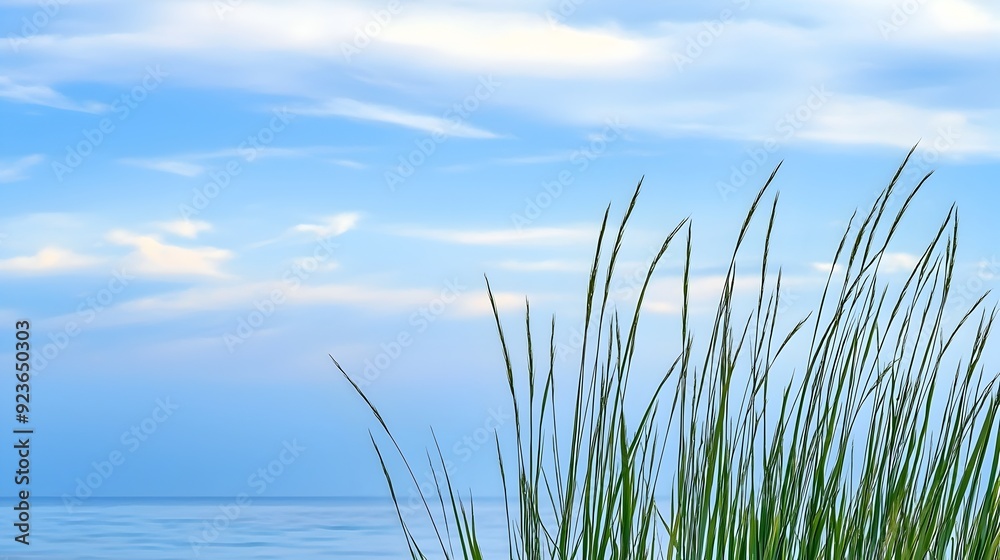 Serene Grass Landscape Against Peaceful Blue Sky Serene Grass Landscape Against Peaceful Blue Sky