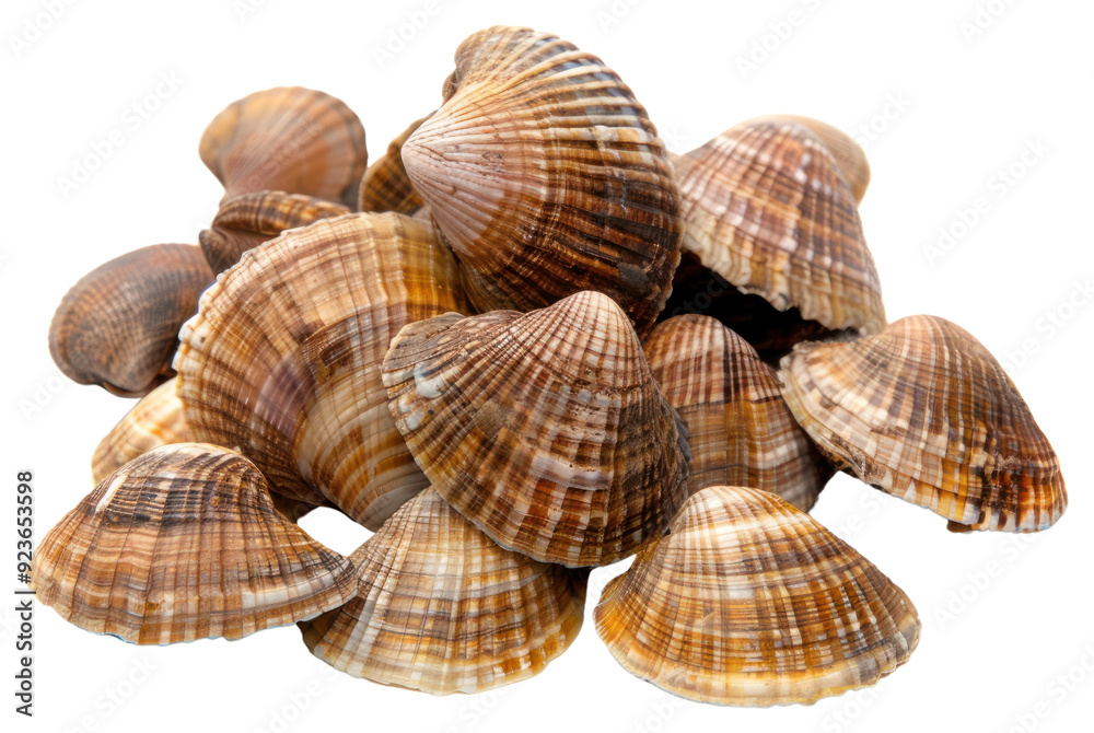 PNG Beautiful natural seashells collection PNG Beautiful natural seashells collection