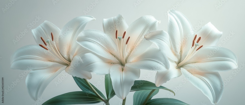 White Lilies Still Life - Elegant and Pure Floral Photography White Lilies Still Life - Elegant and Pure Floral Photography