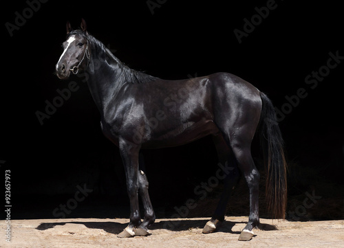 Obraz na płótnie Black thoroughbred race horse with classic bridle portrait in dark background w salonie