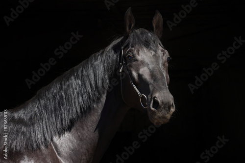 Black thoroughbred race horse with classic bridle  portrait in dark background