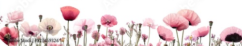 Blooming Pink Poppies and Wildflowers: A Field of Solitary Beauty Isolated on a White Background, Symbolizing Nature's Elegance photo