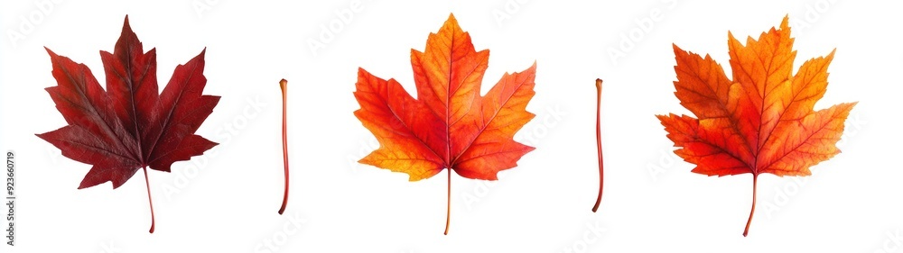 Three Autumn Maple Leaves with Stems on White Background Three Autumn Maple Leaves with Stems on White Background