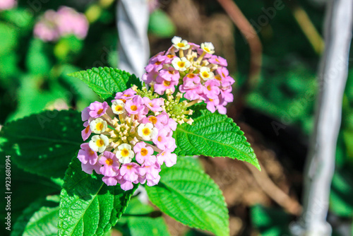 selective focus Lantana camara or Common Lantana or Shrub Verbena or Spanish Flag or Tick Berry or Chicken Dung Flower or Hedge Flower near the outdoor house fence during the day photo