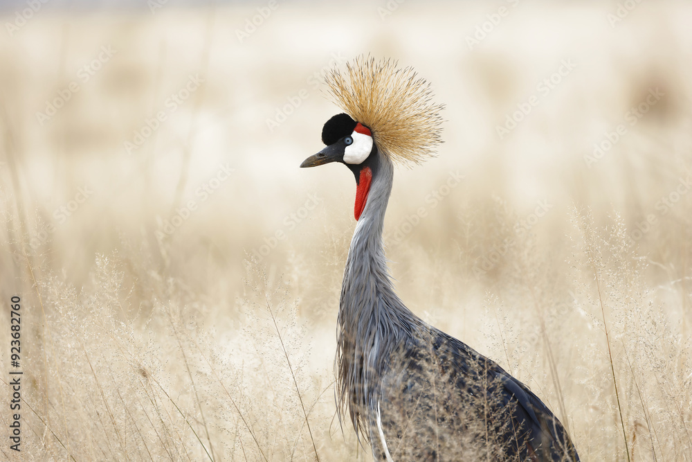 Fototapeta premium Grey Crowned Crane Beautiful Portrait at Masai Mara National Park. Bird with close-up shot suitable for living room photo frames. 