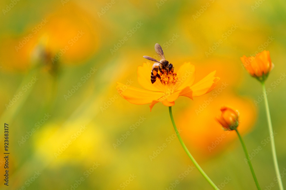 Honey bee being pollinated and collecting pollen yellow cosmos flower in the garden.