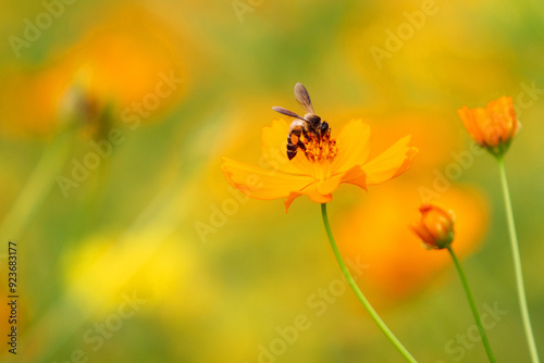 Honey bee being pollinated and collecting pollen yellow cosmos flower in the garden.