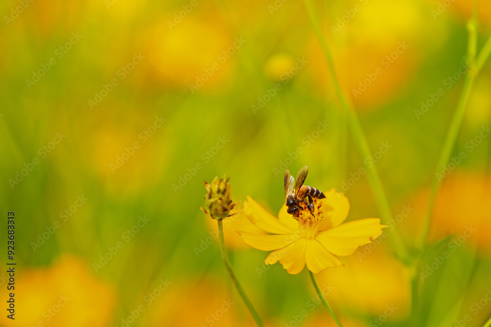 Honey bee being pollinated and collecting pollen yellow cosmos flower in the garden. Honey bee being pollinated and collecting pollen yellow cosmos flower in the garden.