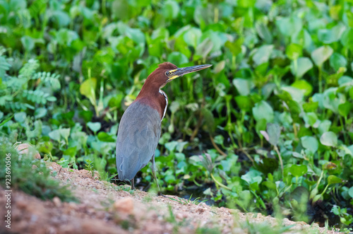 Rufescent tiger heron in  forest environment,Pantanal Forest, Mato Grosso, Brazil. photo