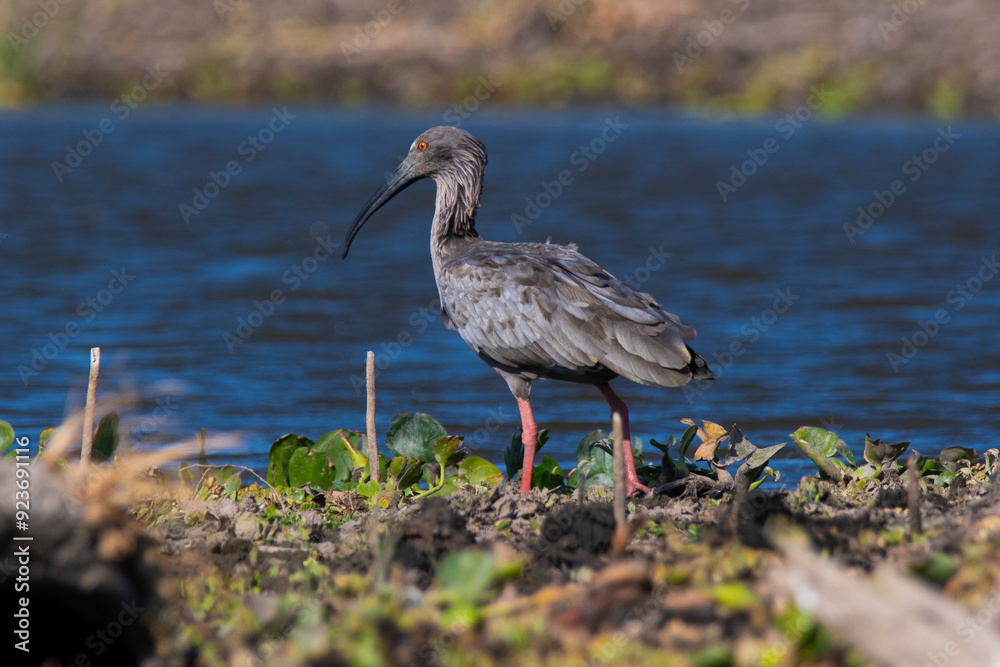 Plumbeous ibis,Theristicus caerulescens, Pantanal, Mato Grosso, Brazil. Plumbeous ibis,Theristicus caerulescens, Pantanal, Mato Grosso, Brazil.