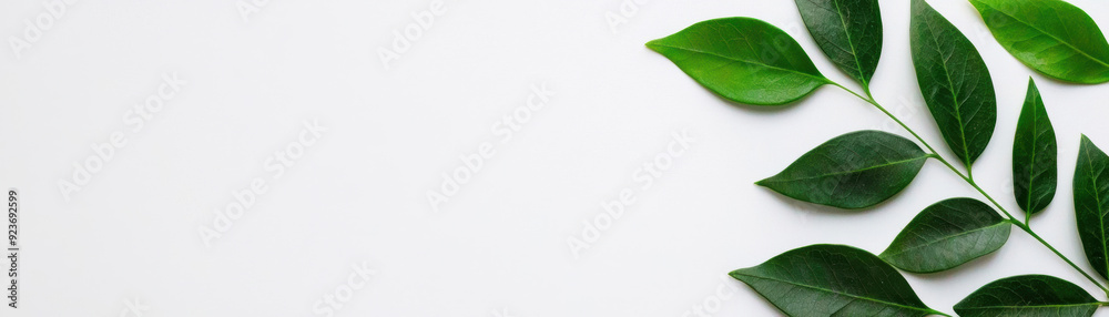 Naklejka premium Minimalistic background with lush green leaves on a white surface, perfect for nature-themed designs and eco-friendly projects.