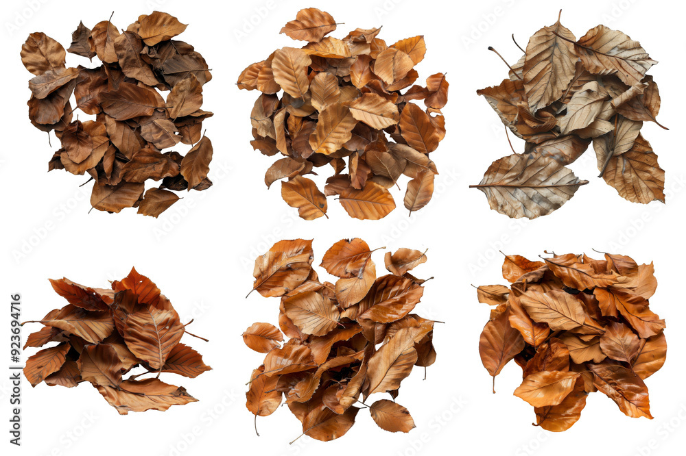 A Collection of Six Arrangements of Dried Brown Leaves A Collection of Six Arrangements of Dried Brown Leaves