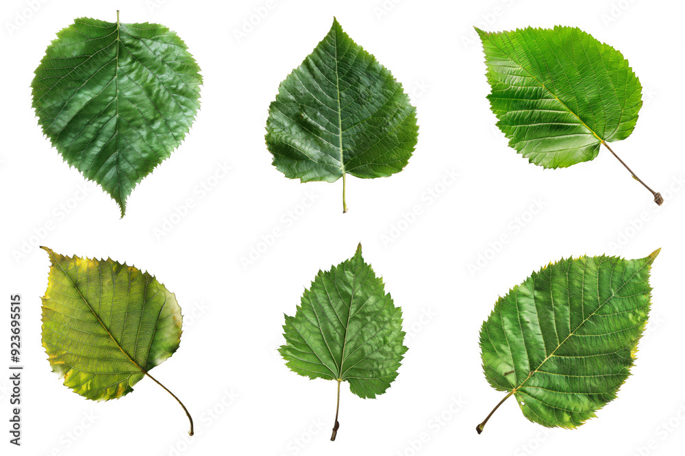 Six Green Leaves with Detailed Veins and Jagged Edges Six Green Leaves with Detailed Veins and Jagged Edges
