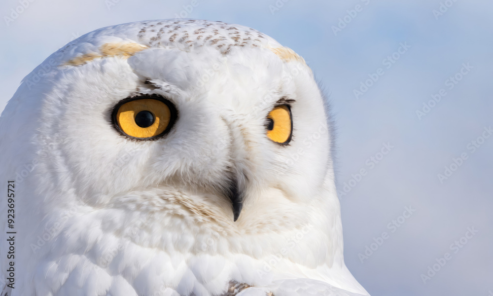 Majestic Snowy Owl Perched Against a Clear Winter Sky in Natural Habitat Majestic Snowy Owl Perched Against a Clear Winter Sky in Natural Habitat