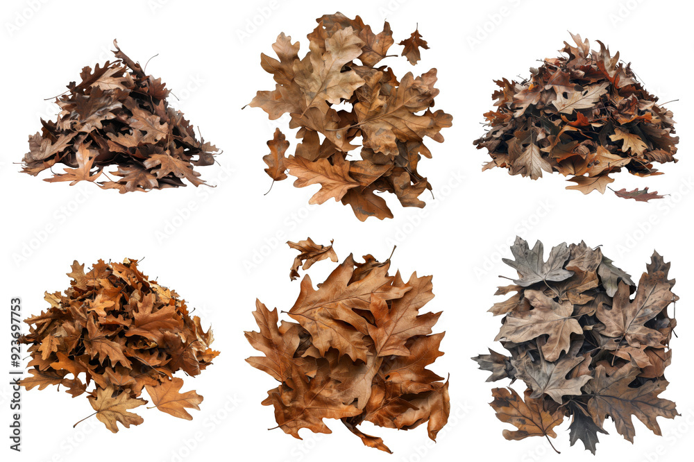 Collection of Dried Oak Leaves with White Background