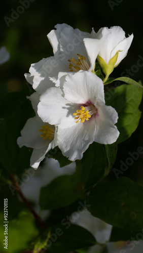 Close up of jasmine flowers in a garden.