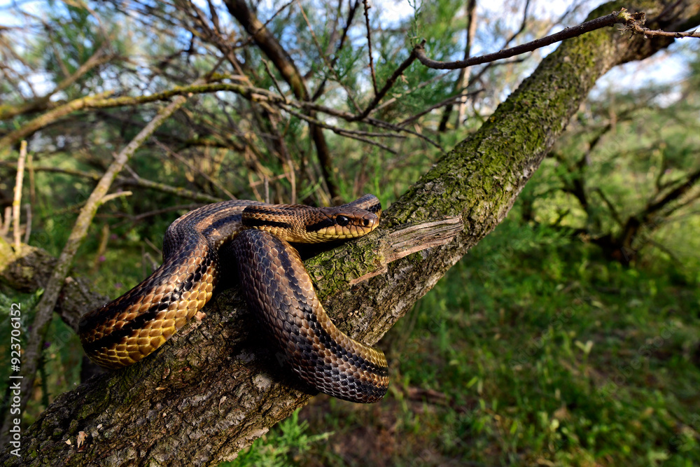 Naklejka premium Vierstreifennatter // Four-lined snake (Elaphe quatuorlineata) - Axios-Delta, Griechenland