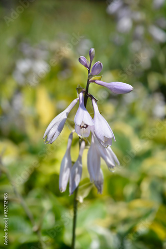 Plantain lily Atlantis flowers photo